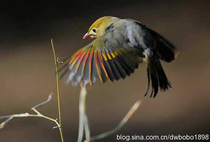 相思趣拍 贺三八国际妇女节