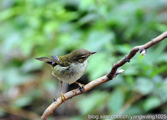 极北柳莺（枝头）2