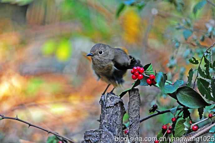 雌性北红尾鸲与红豆