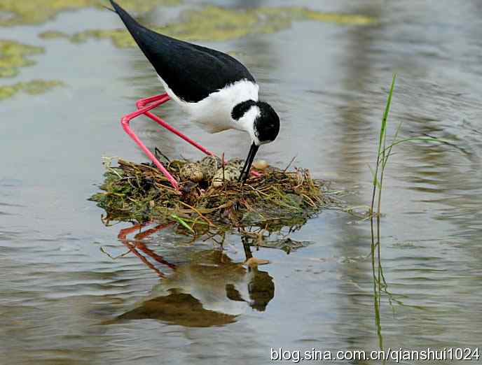 美丽优雅黑翅长脚鹬,就要当爸爸妈妈了
