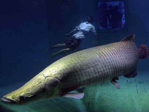 鱼类活化石：巨骨舌鱼