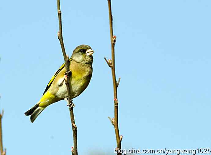 艰难(大风中的金翅鸟纪实) 艰难(大风中的金翅鸟纪实)