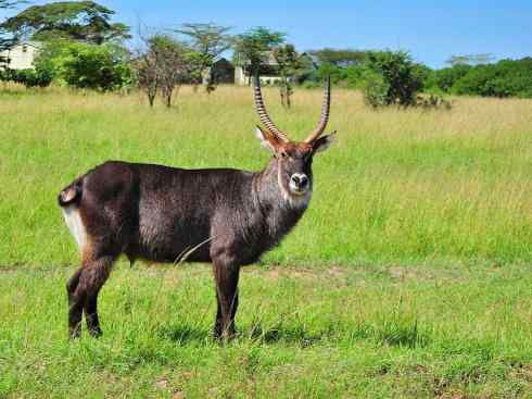 麒麟：传说的兽原型探秘（马羚）