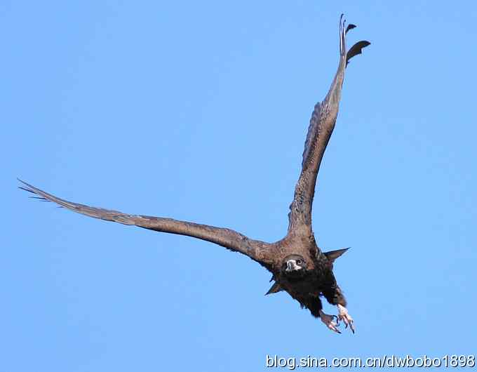 走近秃鹫:一段撼人心魄的拍摄经历 走近秃鹫:一段撼人心魄的拍摄经历