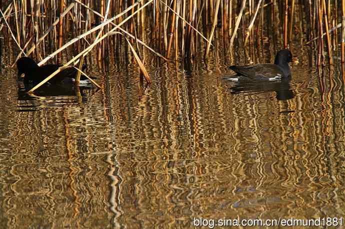 群鸭飞舞贺新岁 群鸭飞舞贺新岁
