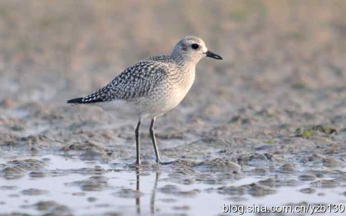 北戴河迁徙鸟鈥斺敾野啕a（组图）
