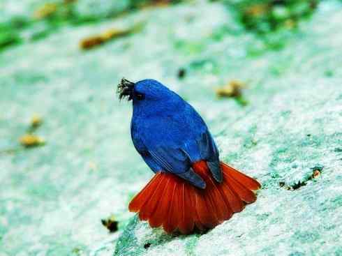 美丽无罪：雀鸟之溪鸲