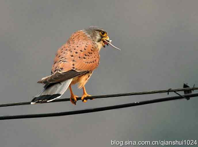 红隼的美味午餐(白河湾)