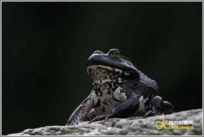 蛙中王者-牛蛙【照片】