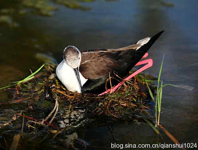 美丽优雅黑翅长脚鹬,就要当爸爸妈妈了