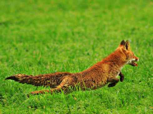 犬科：狐亚科狐属