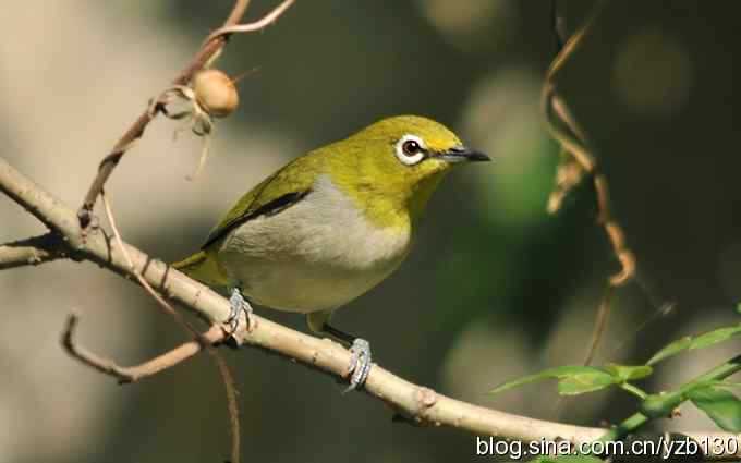 第一次遇到绣眼鸟(组图) 第一次遇到绣眼鸟(组图)