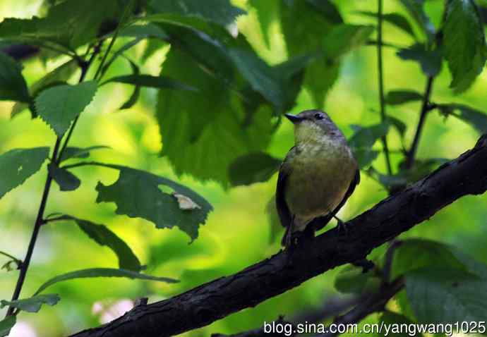 雌性白眉姬鹟（1）