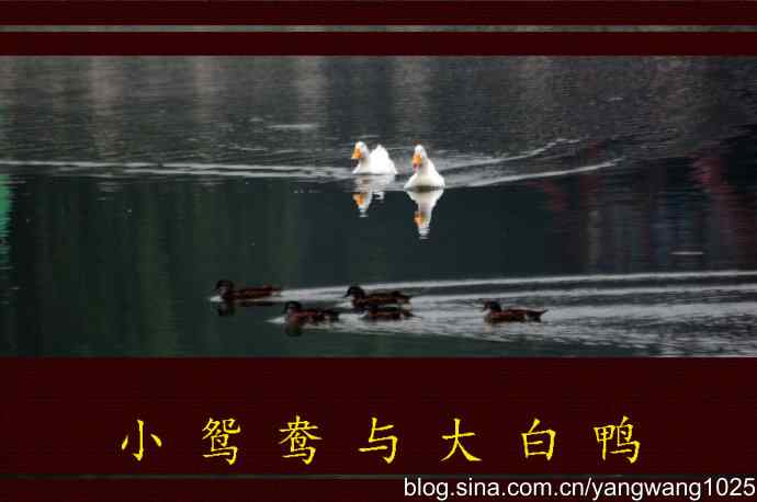 小鸳鸯与大白鸭