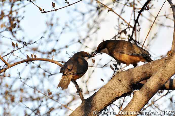 自然和谐的日坛公园（白喉噪鹛）