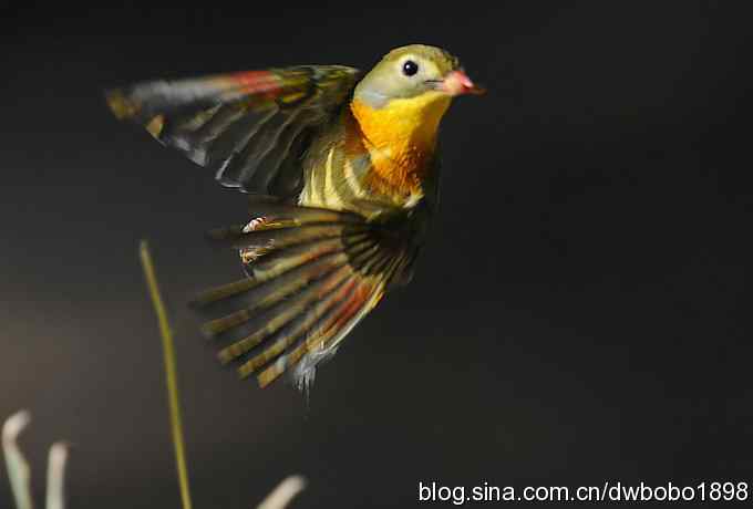 相思趣拍 贺三八国际妇女节