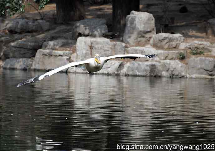 北京动物园的鸟类——飞（鹈鹕）5