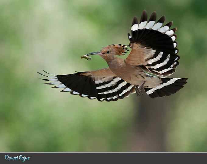 又到戴胜育雏时