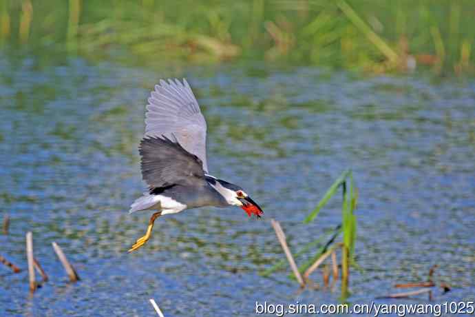 捕鱼的夜鹭（2）