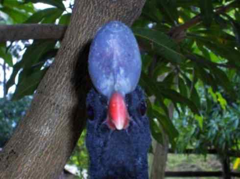 奇特的盔：盔凤冠雉