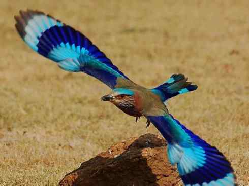 绝色攀禽：佛法僧目之佛法僧