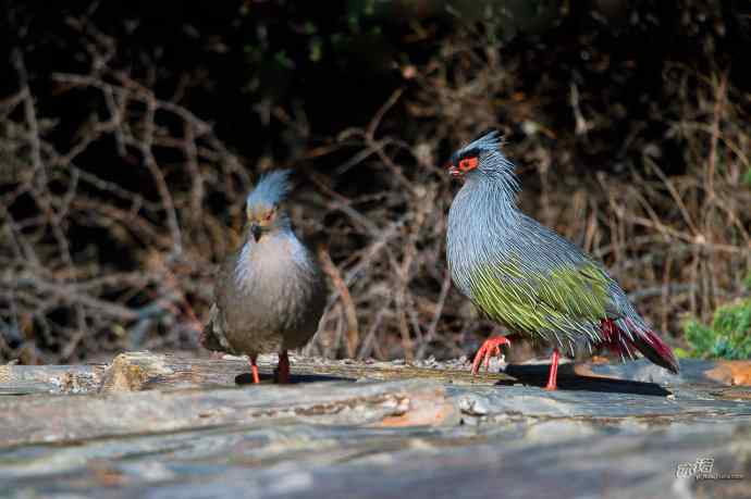 轻寒薄暖，再上川西