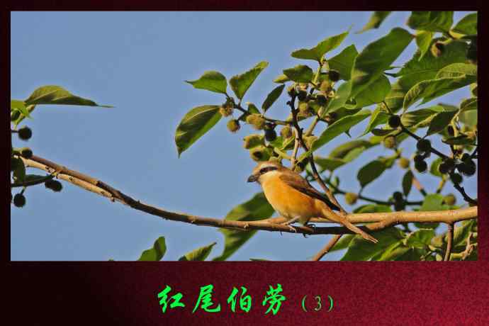 红尾伯劳（3）