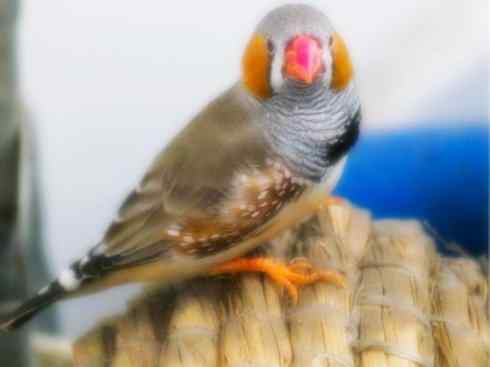 家禽驯化之源之二十