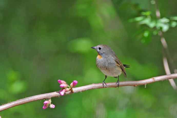 雄性红喉姬鹟（6）