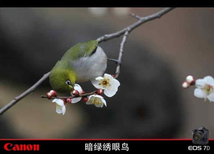 暗绿赏梅 暗绿赏梅