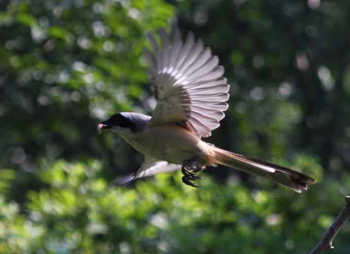飞旋伯劳   养家的伯劳爸爸