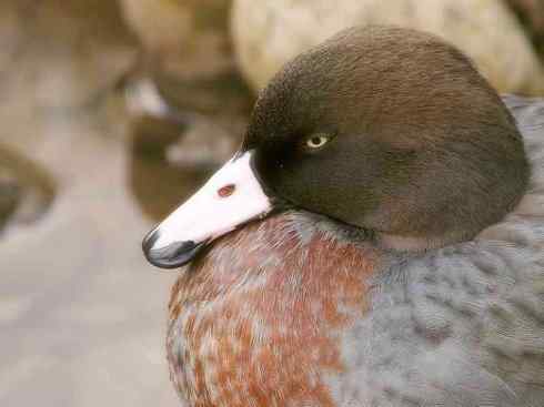 雁鸭之最之四（奥克兰鸭、山蓝鸭、绿头鸭）
