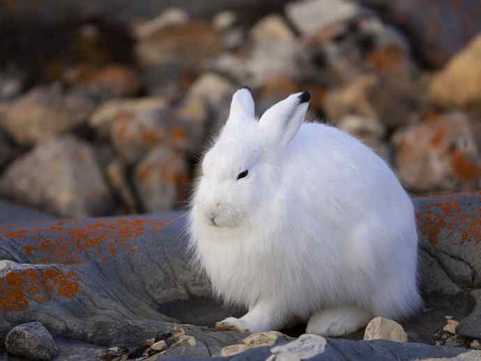 犬科：狐亚科之北极狐（雪鸮、雷鸟）