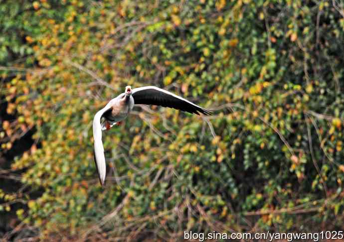 斑头雁（抓拍）4