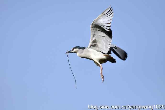 飞(夜鹭)19 飞(夜鹭)19