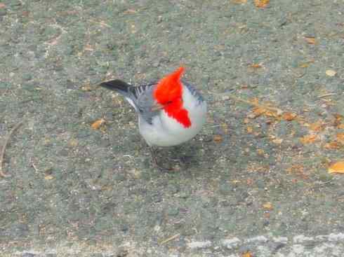 家禽驯化之源之三十二