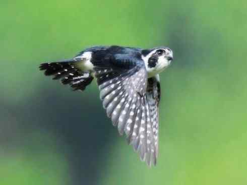 鸟类之最：小隼