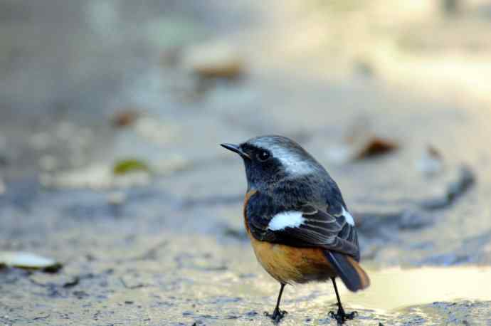 雄性北红尾鸲(9) 雄性北红尾鸲(9)