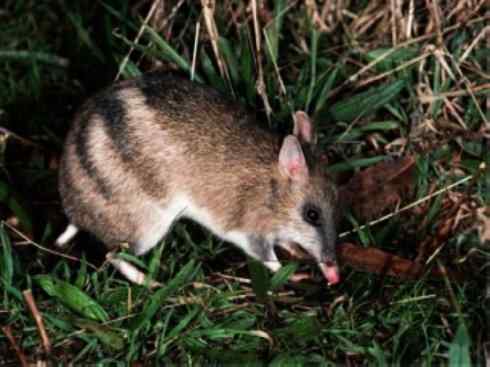 动物世界：山寨还是原创之十三