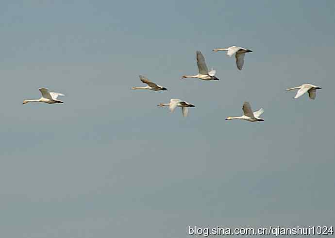 展翅飞翔.白天鹅(官厅水库)