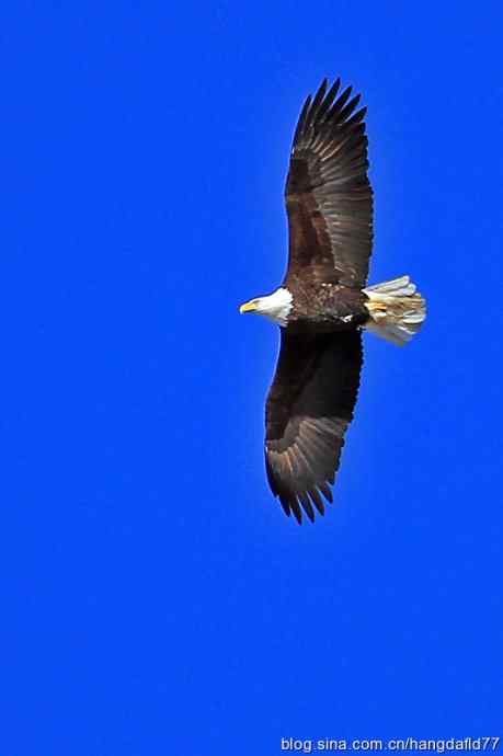 雄鹰翱翔蓝天