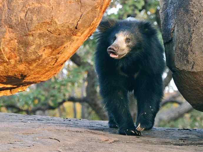 盘点十二大著名食蚁动物：懒熊