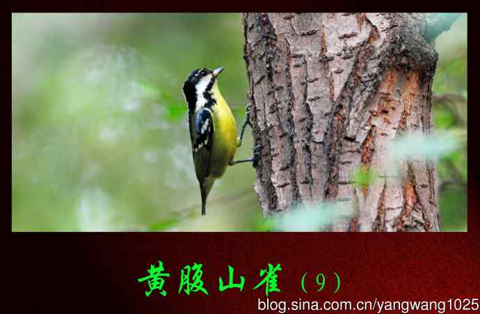 黄腹山雀(9) 黄腹山雀(9)