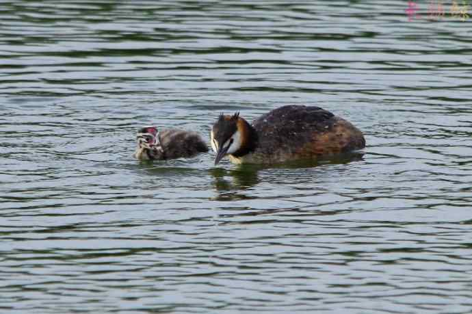 凤头鸊鷉（四）育雏喂食