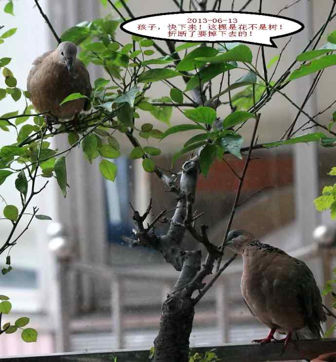 人鸟情未了-闹市十五楼珠颈斑鸠育儿记
