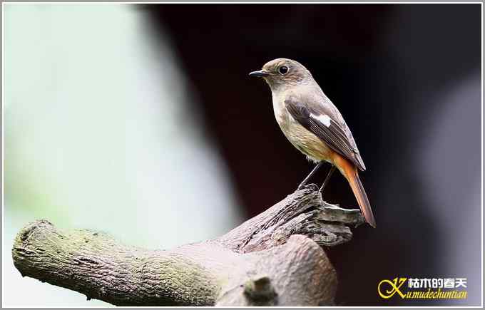 北红尾鸲MM【照片】