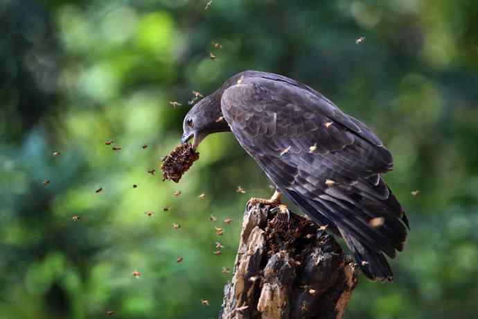 【吃蜜蜂的鹰---蜂鹰】