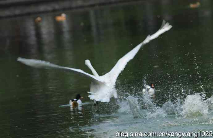 舞（天鹅之舞）