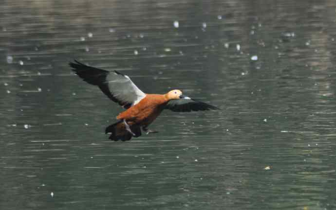 飞(赤麻鸭)1 飞(赤麻鸭)1