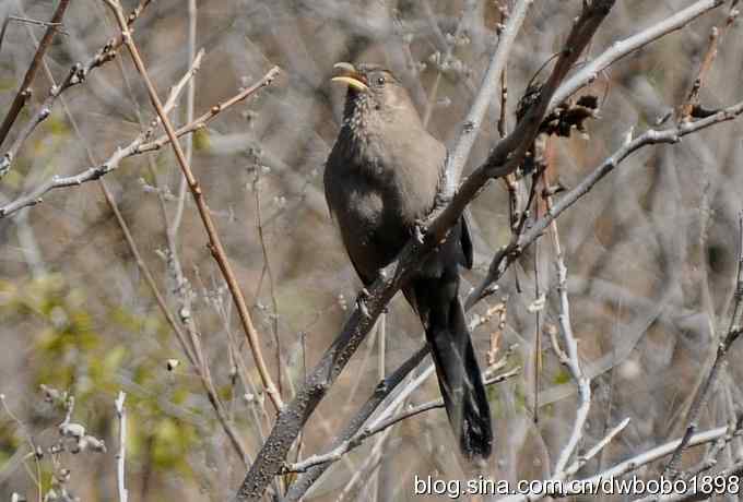 白河湾的山噪鹛